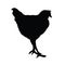 A chicken, animal body silhouette vector