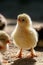 Chicken baby - Chick standing in the light on a farm