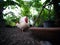 Chicken Bantams Standing