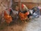 Chicken in the barn. Chickens and roosters in a rustic ambience. Brown, variegated birds with red grims on their heads. Rural barn