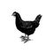 Chicken bird. Hand drawn hen. Engraved Farm animal. Old monochrome sketch. Domestic poultry. Retro template.