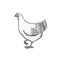 Chicken bird. Hand drawn hen. Engraved Farm animal. Old monochrome sketch. Domestic poultry. Retro template.