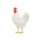 Chicken bird icon, farm agriculture hen poultry