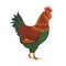 Chicken bird, poultry clip vector illustration. domestic chickens on white background. Cartoon chick isolated.