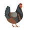 Chicken bird, poultry clip vector illustration. domestic chickens on white background. Cartoon chick isolated.