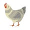 Chicken bird, poultry clip vector illustration. domestic chickens on white background. Cartoon chick isolated.