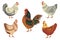 Chicken birds collection. Set of poultry clip. Vector illustrations of domestic chickens on white background. Cartoon