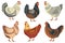 Chicken birds collection. Set of poultry clip. Vector illustrations of domestic chickens on white background. Cartoon