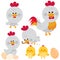 Chicken birds at the farm. Vector illustration