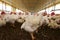 Chicken breeding in bahia