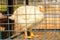 Chicken in a cage for sale
