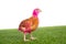 Chicken chick hen pink painted on turf grass