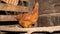 A chicken in a chicken coop outside the city. Domestic rural chickens