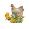 A chicken with chickens walking on the grass isolated on a white background. Watercolor illustration of farm birds. Easter.Organic