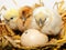 Chicken chicks hatching