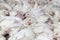 chicken chicks at a poultry farm, close up