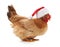 Chicken in a Christmas hat