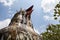 Chicken Church (Gereja Ayam) near Borobudur in Central Java, Indonesia.