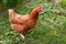 Chicken close-up in the countryside. The growing of chickens. The production of eggs