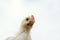 Chicken close-up on a white background.  Funny rooster