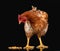 Chicken with corn seed on black background isolated, one closeup animal