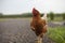 Chicken crossing the road