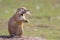 Chicken dinner. Funny animal image of a cute marmot prairie dog