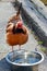 Chicken drinking water