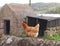 Chicken on Dry Stone Farm Wall