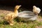 Chicken and duckling drinking water