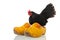 Chicken on Dutch wooden clogs