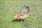 Chicken eating grass on a green meadow in the yard