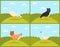 Chicken Eating Grass on Pasture, Goose and Hen