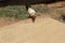 A chicken eats rice grains that are being dried in the sun. The yellow rice grains that have been harvested are in the sun