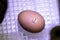 Chicken egg in incubator, with chick just starting to break the shell