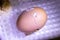 Chicken egg in incubator, with chick just starting to break the shell