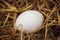 Chicken egg in nest in henhouse