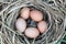 Chicken eggs in a arranging nest - Easter composition