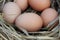 Chicken eggs in a arranging nest - Easter composition