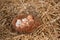 Chicken eggs in basket in straw