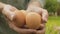 Chicken eggs in farmers hands