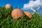 Chicken eggs on the grass in beautiful scenery, Eggs on background with windmill, blue sky and white clouds, easter egg hunt