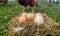 Chicken eggs in a nest of hay. A hen stands in the background of the nest. Photo from mockup