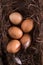 Chicken eggs in the straw in the morning light.