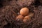 Chicken eggs in the straw in the morning light.