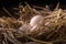 Chicken eggs in the straw in the morning light