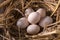 Chicken eggs in the straw in the morning light