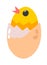 Chicken in eggshell, small chick newborn animal