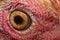 Chicken eye in macro view in farm