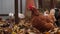 Chicken on fallen leaves in the aviary. Brown chicken walking on a pile of dry leaves in an aviary on an autumn day on a